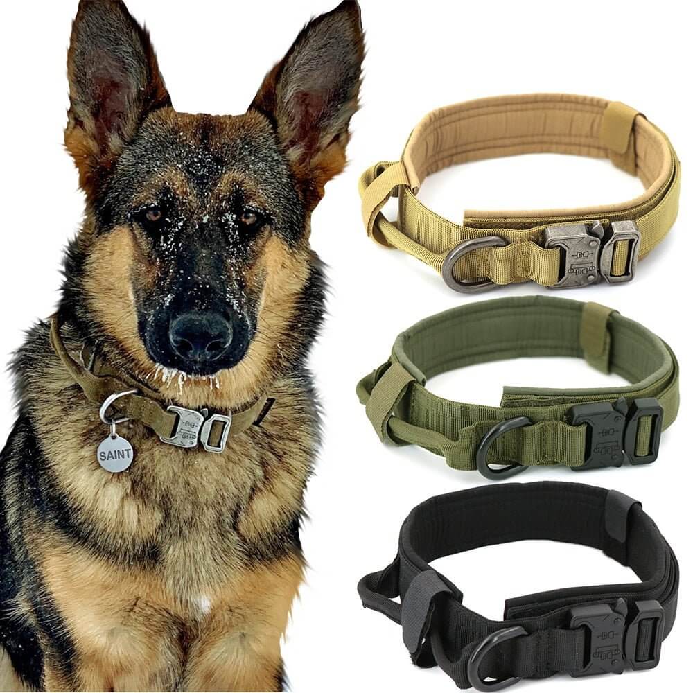 Dog Collar - 11 Étoiles