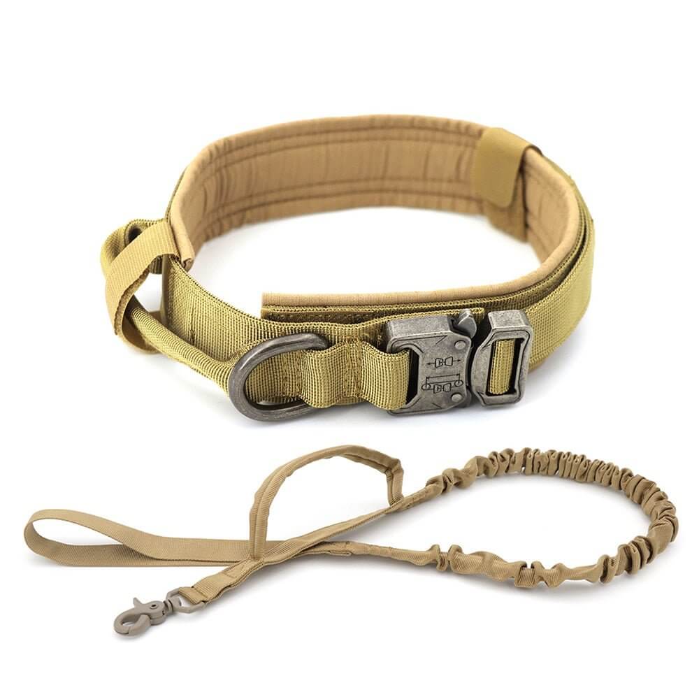 Dog Collar - 11 Étoiles