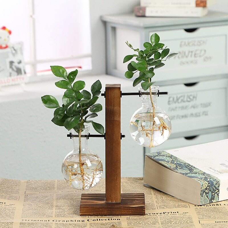 Hydroponic Transparent Plant Vases - 11 Étoiles