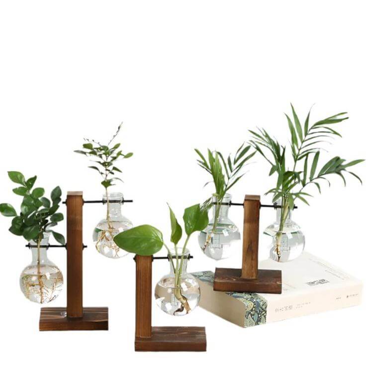 Hydroponic Transparent Plant Vases - 11 Étoiles
